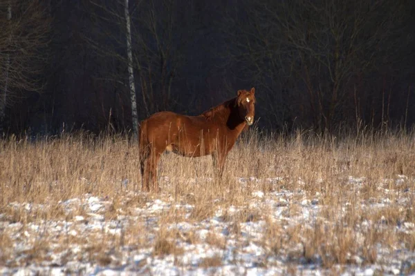 俄罗斯 Yaroslavl州 私人狩猎 野生动物公园 鹿和马 — 图库照片