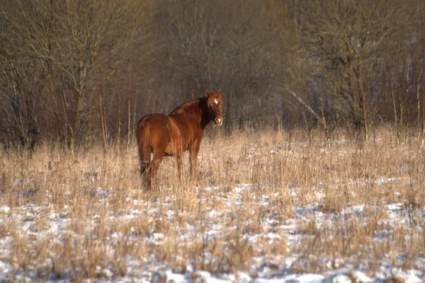 Ryssland Jaroslavl Oblast Privat Jakt Viltpark Rådjur Och Hästar — Stockfoto
