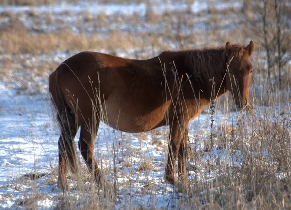 Ryssland Jaroslavl Oblast Privat Jakt Viltpark Rådjur Och Hästar — Stockfoto