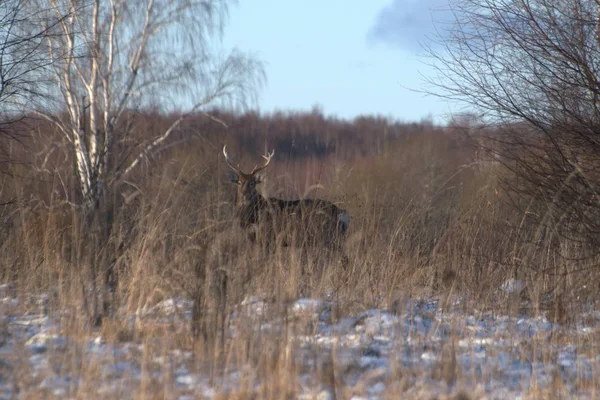 Rússia Oblast Yaroslavl Caça Privada Parque Vida Selvagem Cervos Cavalos — Fotografia de Stock