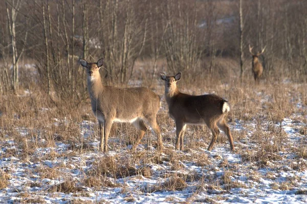 Russia Yaroslavl Oblast Private Hunting Wildlife Park Deer Horses — Stock Photo, Image