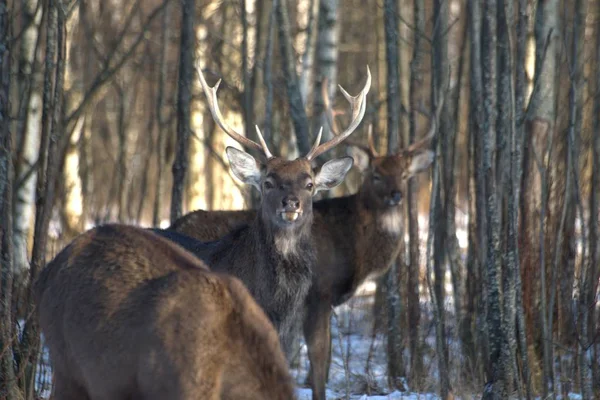 Ρωσία Περιφέρεια Yaroslavl Ιδιωτικό Κυνήγι Πάρκο Άγριας Ζωής Ελάφια Και — Φωτογραφία Αρχείου