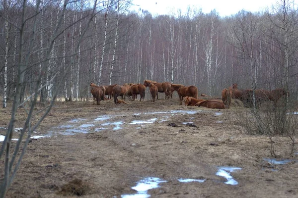 Ryssland Privat Djurpark Rådjur Och Vilda Hästar Går Inhägnad Skog — Stockfoto