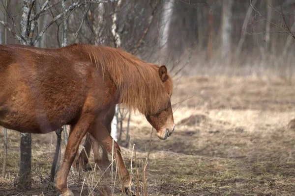 Ryssland Privat Djurpark Rådjur Och Vilda Hästar Går Inhägnad Skog — Stockfoto