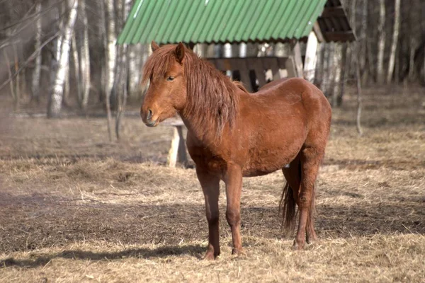 Rússia Parque Privado Animais Selvagens Veados Cavalos Selvagens Caminham Floresta — Fotografia de Stock