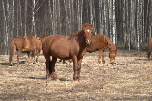 Ryssland Privat Djurpark Rådjur Och Vilda Hästar Går Inhägnad Skog — Stockfoto