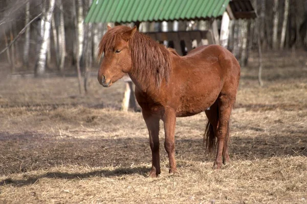 Rússia Parque Privado Animais Selvagens Veados Cavalos Selvagens Caminham Floresta — Fotografia de Stock