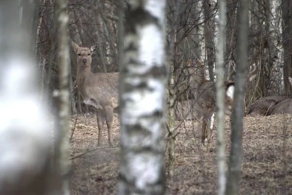 Russie Parc Faunique Privé Chevaux Sauvages Cerfs Marchent Dans Forêt — Photo