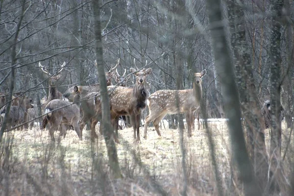 Russie Parc Faunique Privé Chevaux Sauvages Cerfs Marchent Dans Forêt — Photo