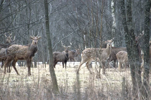 ロシア 民間の野生動物公園 鹿と野生の馬は一年中フェンスで囲まれた森の中を歩き 繁殖します — ストック写真