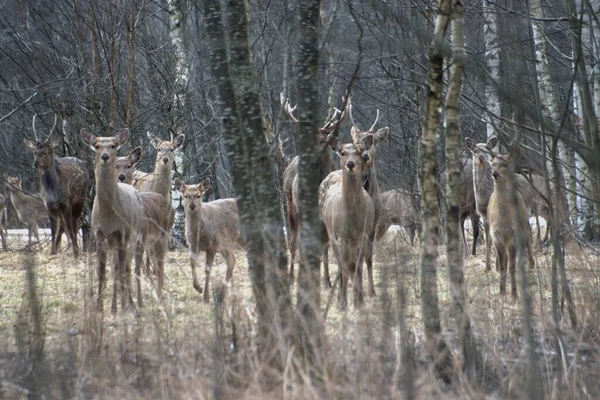 ロシア 民間の野生動物公園 鹿と野生の馬は一年中フェンスで囲まれた森の中を歩き 繁殖します — ストック写真