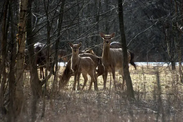 Russie Parc Faunique Privé Chevaux Sauvages Cerfs Marchent Dans Forêt — Photo