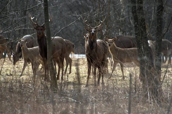 Russie Parc Faunique Privé Chevaux Sauvages Cerfs Marchent Dans Forêt — Photo