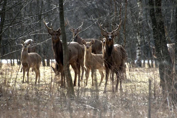 Russia Private Wildlife Park Deer Wild Horses Walk Fenced Forest — Stock Photo, Image