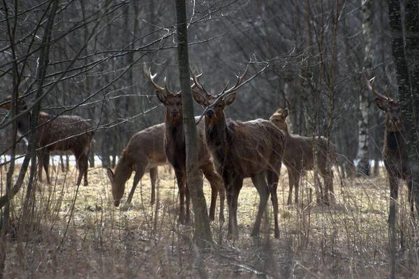 Russie Parc Faunique Privé Chevaux Sauvages Cerfs Marchent Dans Forêt — Photo