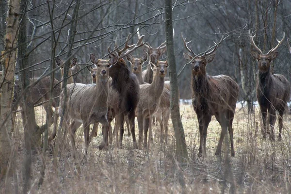 Russie Parc Faunique Privé Chevaux Sauvages Cerfs Marchent Dans Forêt — Photo