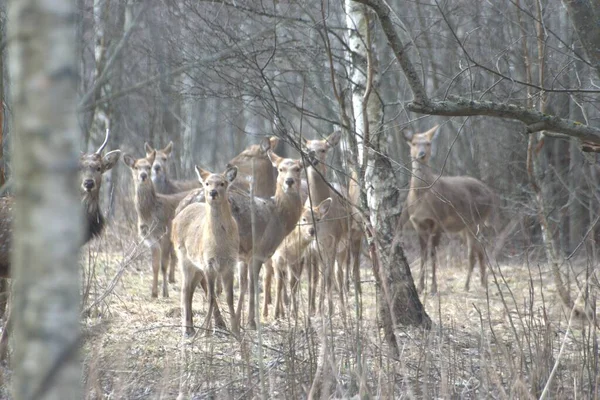 Rusko Soukromý Park Divoké Zvěře Jeleni Divocí Koně Chodí Celý — Stock fotografie