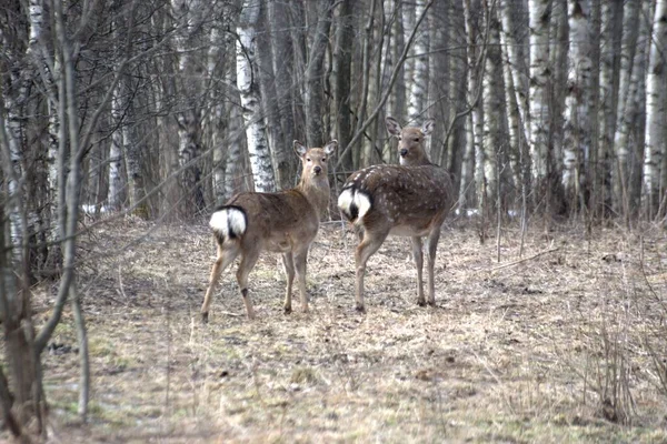 Russie Parc Faunique Privé Chevaux Sauvages Cerfs Marchent Dans Forêt — Photo