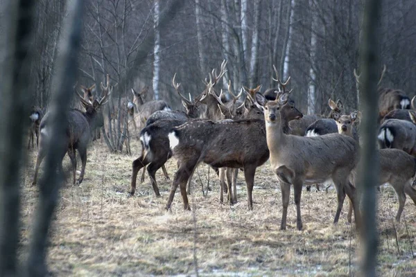 Russie Parc Faunique Privé Chevaux Sauvages Cerfs Marchent Dans Forêt — Photo