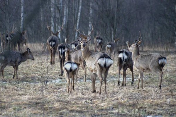 Russie Parc Faunique Privé Chevaux Sauvages Cerfs Marchent Dans Forêt — Photo