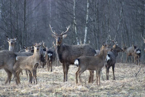 Russie Parc Faunique Privé Chevaux Sauvages Cerfs Marchent Dans Forêt — Photo