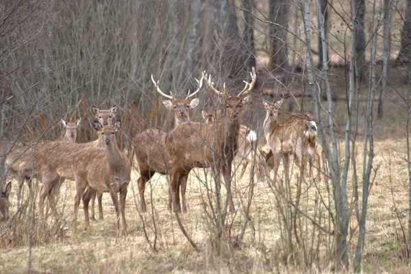 wild animals in the forests of Russia, in the spring, when nature comes to life and birds arrive