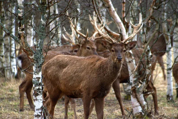 wild animals in the forests of Russia, in the spring, when nature comes to life and birds arrive