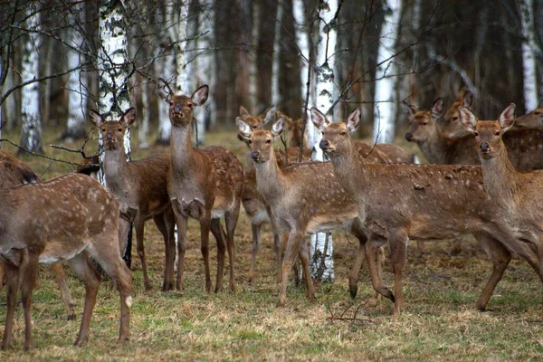 wild animals in the forests of Russia, in the spring, when nature comes to life and birds arrive