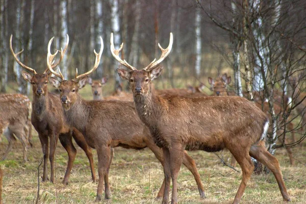 Animaux Sauvages Dans Les Forêts Russie Printemps Quand Nature Prend — Photo