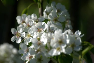 Bahar çiçekleri armut, pencerede orkide, tarlada köpek Porda Husky.