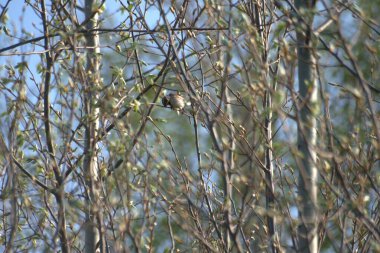 Bahar çiçekleri armut, pencerede orkide, tarlada köpek Porda Husky.