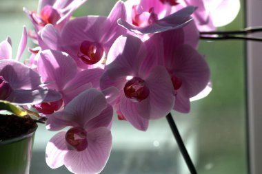 Bahar çiçekleri armut, pencerede orkide, tarlada köpek Porda Husky.