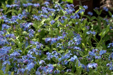 Mayısta Yaroslavl bölgesinin doğası, tütsülenmiş sazan, çiçek açan çiçekler ve çiçek açan ebediyete kadar süren bahçeler..