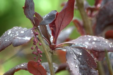 Mayısta Yaroslavl bölgesinin doğası, tütsülenmiş sazan, çiçek açan çiçekler ve çiçek açan ebediyete kadar süren bahçeler..