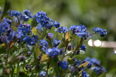 Mayısta Yaroslavl bölgesinin doğası, tütsülenmiş sazan, çiçek açan çiçekler ve çiçek açan ebediyete kadar süren bahçeler..