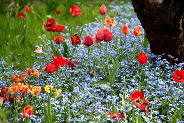 Natureza Região Yaroslavl Primavera Maio Carpa Fumada Flores Floridas Plantas — Fotografia de Stock