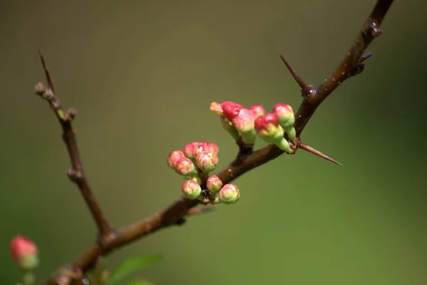 Nature Région Yaroslavl Printemps Mai Carpe Fumée Fleurs Florissantes Vivaces — Photo