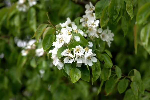 Naturaleza Región Yaroslavl Primavera Mayo Carpa Ahumada Flores Flor Plantas —  Fotos de Stock