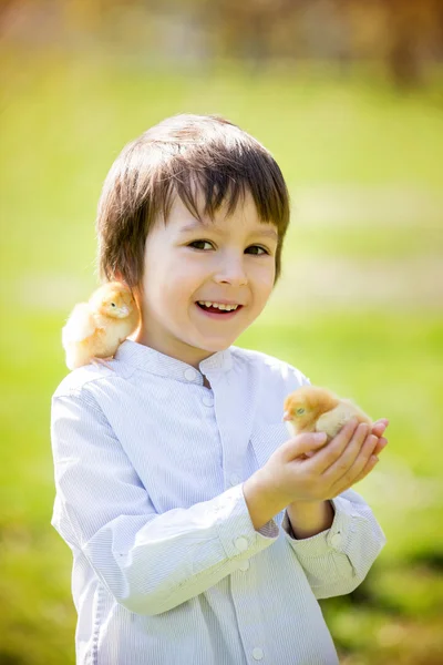Γλυκό χαριτωμένο παιδί, αγόρι προσχολικής ηλικίας, παίζοντας με μικρά νεογέννητα Τσι — Φωτογραφία Αρχείου