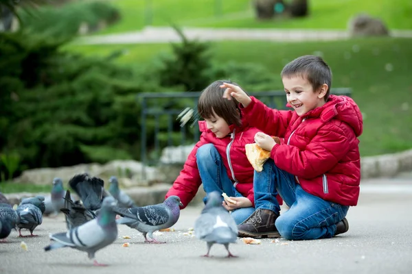 Two cute children, boy brothers, feeding pigeons in the park — Stock Photo, Image