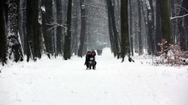 Dos niños felices, hermanos, jugando al aire libre en un parque nevado, en invierno — Vídeo de stock