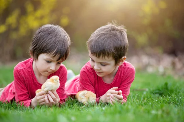 Dos niños pequeños y dulces, niños preescolares, hermanos, jugando ingenio —  Fotos de Stock