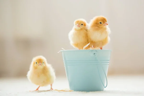 Little cute baby chicks in a bucket, playing at home — Stock Photo, Image