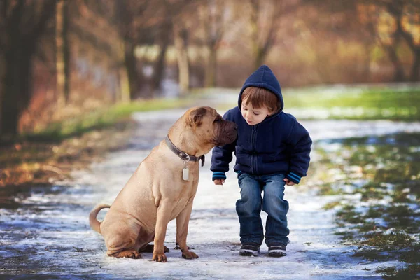 Мальчик с симпатичной собакой, целует его — стоковое фото