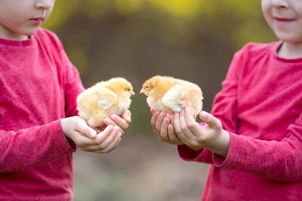 Dos niños pequeños, sosteniendo pollitos recién nacidos —  Fotos de Stock