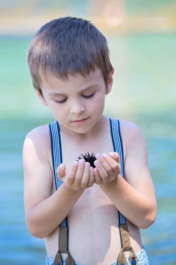 Sevimli çocuk, sahilde deniz kestanesi holding