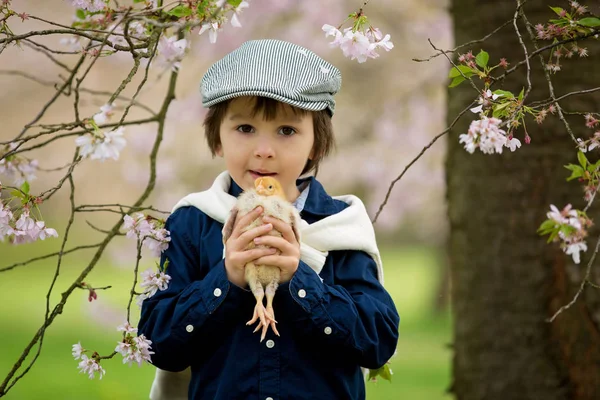 Cute adorable preschool child, boy, playing with little chicks — Stock Photo, Image