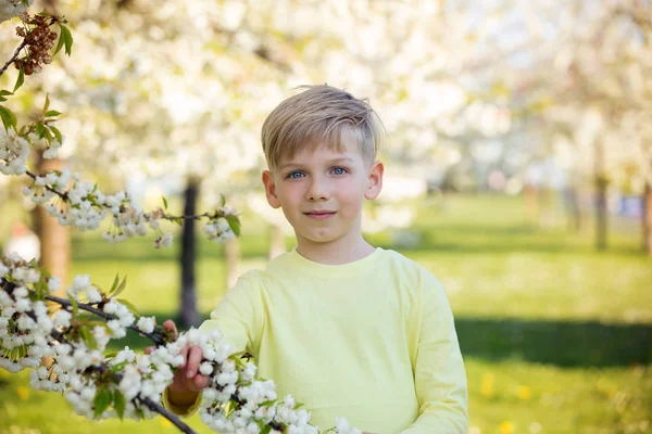 Chłopiec śliczny szkoły w kwitnący wiosenny ogród, drzewo jabłko — Zdjęcie stockowe