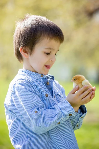 Dulce lindo niño, niño preescolar, jugando con poco chi recién nacido —  Fotos de Stock