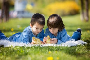 Sevimli küçük çocuklar ducklings sprin ile oynarken, erkek kardeşler,